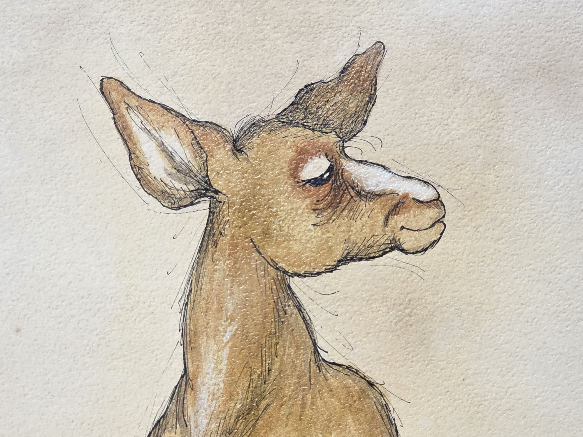 KRISTIN SCHUYLER  KANGAROO ILLUSTRATION IN COLOR
