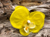 Soap Blooms: Phalaenopsis Orchids, PomPoms